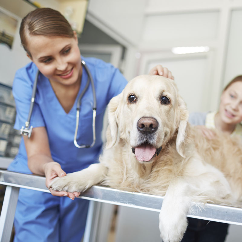 youtube-arthrose-rueckenbeschwerden-hund